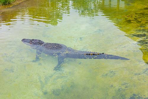 Alabama Gulf Coast Zoo